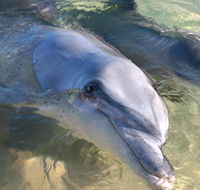 Dolphins of Monkey Mia - Attractions Sydney