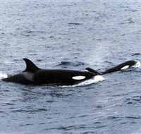Killer Whale Trail - Attractions Sydney