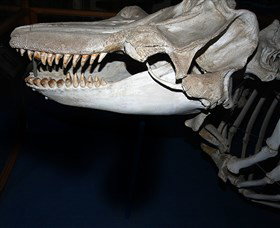 Killer Whale Trail - Attractions Sydney 3