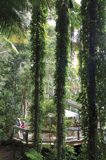 Sea Acres Rainforest Centre - Attractions Sydney 1