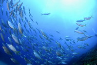 Cape Byron Marine Park