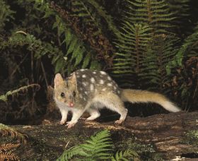 Tarkine Forest Reserve - Attractions Sydney 0