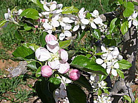 Avro Park Orchards - Attractions Sydney 0