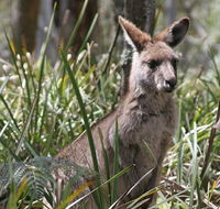 Blue Mountains Guides - Attractions Sydney