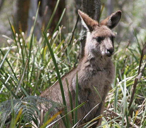 Blue Mountains Guides - Attractions Sydney 0