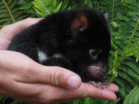 Crawn Motors - Attractions Sydney 0