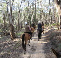 Silver Brumby Trails - Attractions Sydney