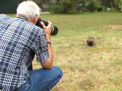 Echidna Walkabout Nature Tours - Attractions Sydney 5