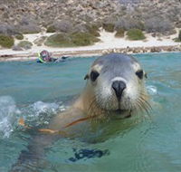 Calypso Star Charters - Attractions Sydney