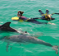 Rockingham Wild Encounters - Swim with Wild Dolphins - Attractions Sydney
