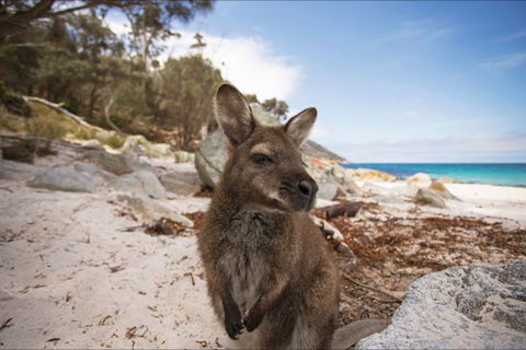 Nullarbor Traveller - Attractions Sydney 27