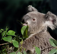 Koala Transfers - Attractions Sydney