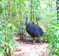 Daintree Safaris - Attractions Sydney