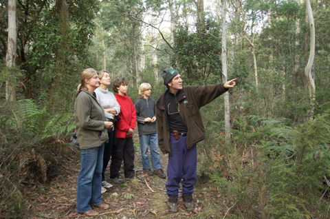 Great Western Tiers Forest Walks Tasmania - Attractions Sydney 0