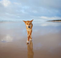 Fraser Island Adventure Tours - Attractions Sydney