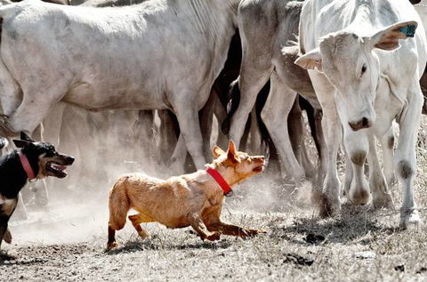 David Hancock Photography - Attractions Sydney 2