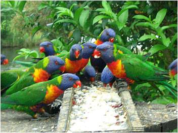 Mondrook Garden Cafe & Gallery - Attractions Sydney 2