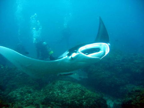 Kirra Dive “On The Tweed” - Attractions Sydney 3