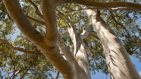 Lindsay Pryor Walk, Australian National University - Attractions Sydney 0