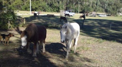 AAA Horse Riding & More - Attractions Sydney 2