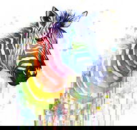 Rainbow Zebra - 65 Northbourne 7.30-9.30pm - Attractions Sydney