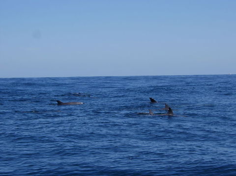 Rottnest Island Tour From Perth Or Fremantle Including Adventure Speed Boat Ride - Attractions Sydney 6