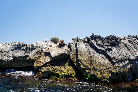 Rottnest Island Tour From Perth Or Fremantle Including Adventure Speed Boat Ride - Attractions Sydney 9