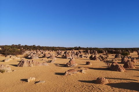Pinnacles Day Trip From Perth Including Yanchep National Park - Attractions Sydney 6