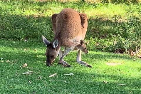 Pinnacles Day Trip From Perth Including Yanchep National Park - Attractions Sydney 5