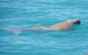 Snubfin Dolphin Eco Cruise From Broome - thumb 1