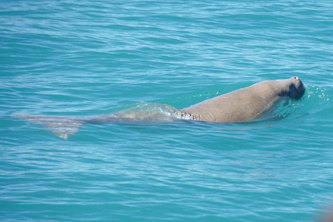 Snubfin Dolphin Eco Cruise From Broome - Attractions Sydney 1