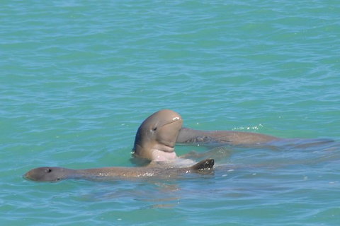 Snubfin Dolphin Eco Cruise From Broome - Attractions Sydney 2