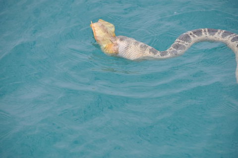 Snubfin Dolphin Eco Cruise From Broome - Attractions Sydney 10