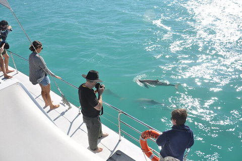 Snubfin Dolphin Eco Cruise From Broome - Attractions Sydney 4