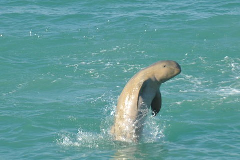 Snubfin Dolphin Eco Cruise From Broome - Attractions Sydney 11