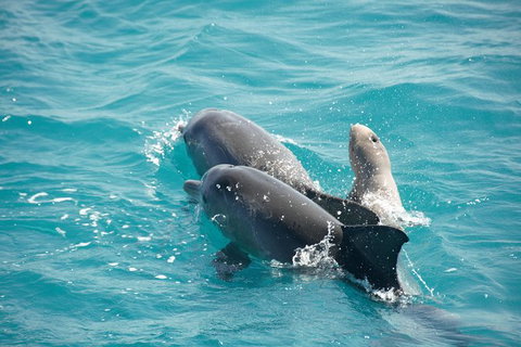 Snubfin Dolphin Eco Cruise From Broome - Attractions Sydney 6