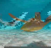 Turtle Eco Adventure Tour in Exmouth - Attractions Sydney