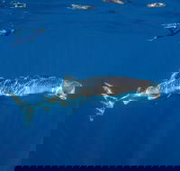 Private Whale Shark or Humpback Whale Swimming Tour - Attractions Sydney