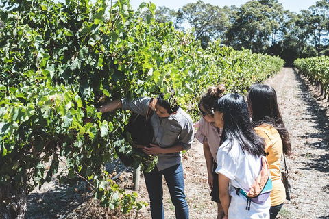 Voyager Estate: Private Winery Tasting Tour In Margaret River With Lunch - Attractions Sydney 2