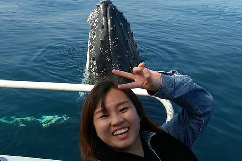 Whale Watching Dunsborough - Attractions Sydney 1