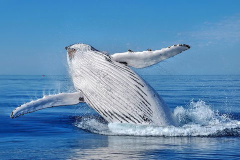 Whale Watching Dunsborough - Attractions Sydney 0