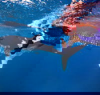 Swim with Whale Sharks- the largest fish in the world - Attractions Sydney
