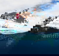 VIP luxury chartered escapes exploring the reef at your own pace - Attractions Sydney