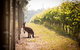 Cape Mentelle Behind The Scenes Tour - thumb 4