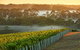 Cape Mentelle Behind The Scenes Tour - thumb 3