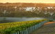 Cape Mentelle Behind The Scenes Tour With Food & Wine Pairing - thumb 3