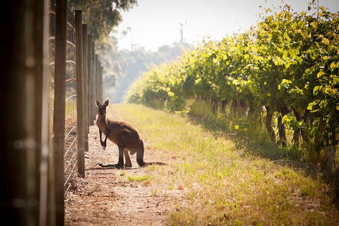 Cape Mentelle Behind The Scenes Tour With Food & Wine Pairing - Attractions Sydney 4