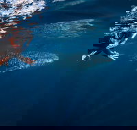 Deluxe WhaleShark Swim Tour on the Ningaloo Reef from Exmouth - Attractions Sydney