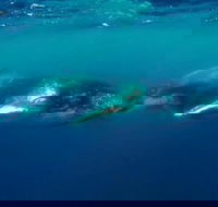 Humpback Whale Swim Tour - Attractions Sydney