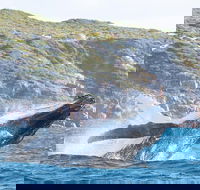 Jet Boat Whale Watching Safari from Dunsborough - Attractions Sydney